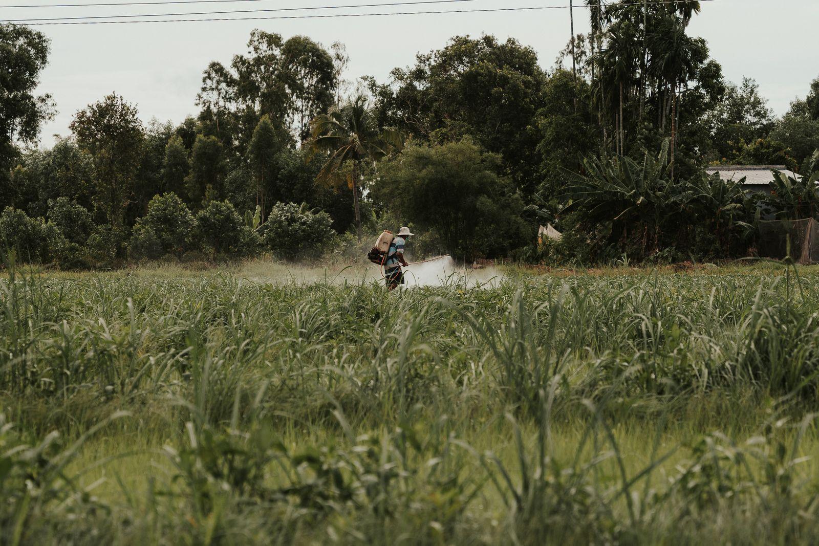 A worker spraying a green field with a knapsack sprayer, seen at a distance across the crop