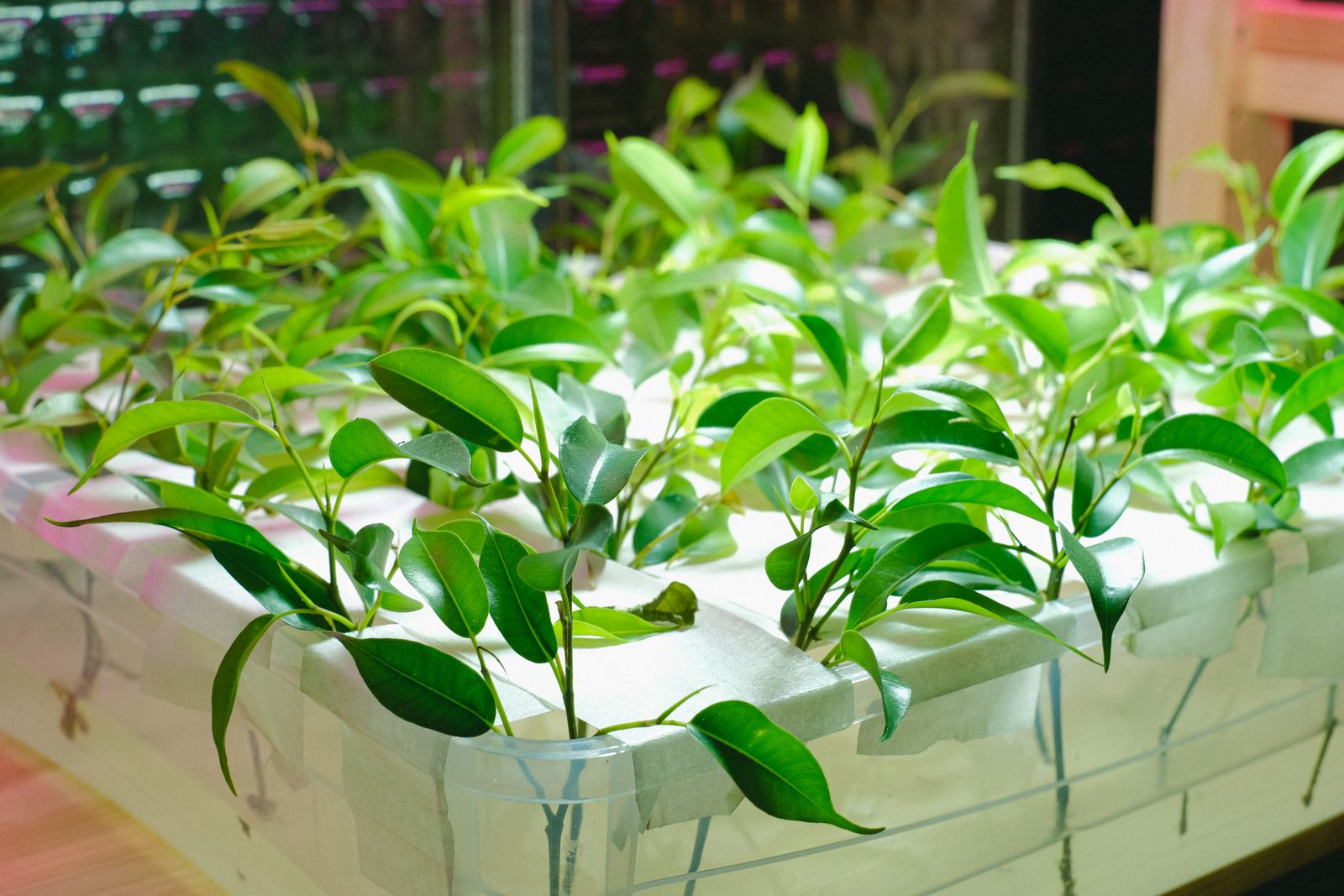 Young plants rooted in a hydroponic tray under artificial grow lighting