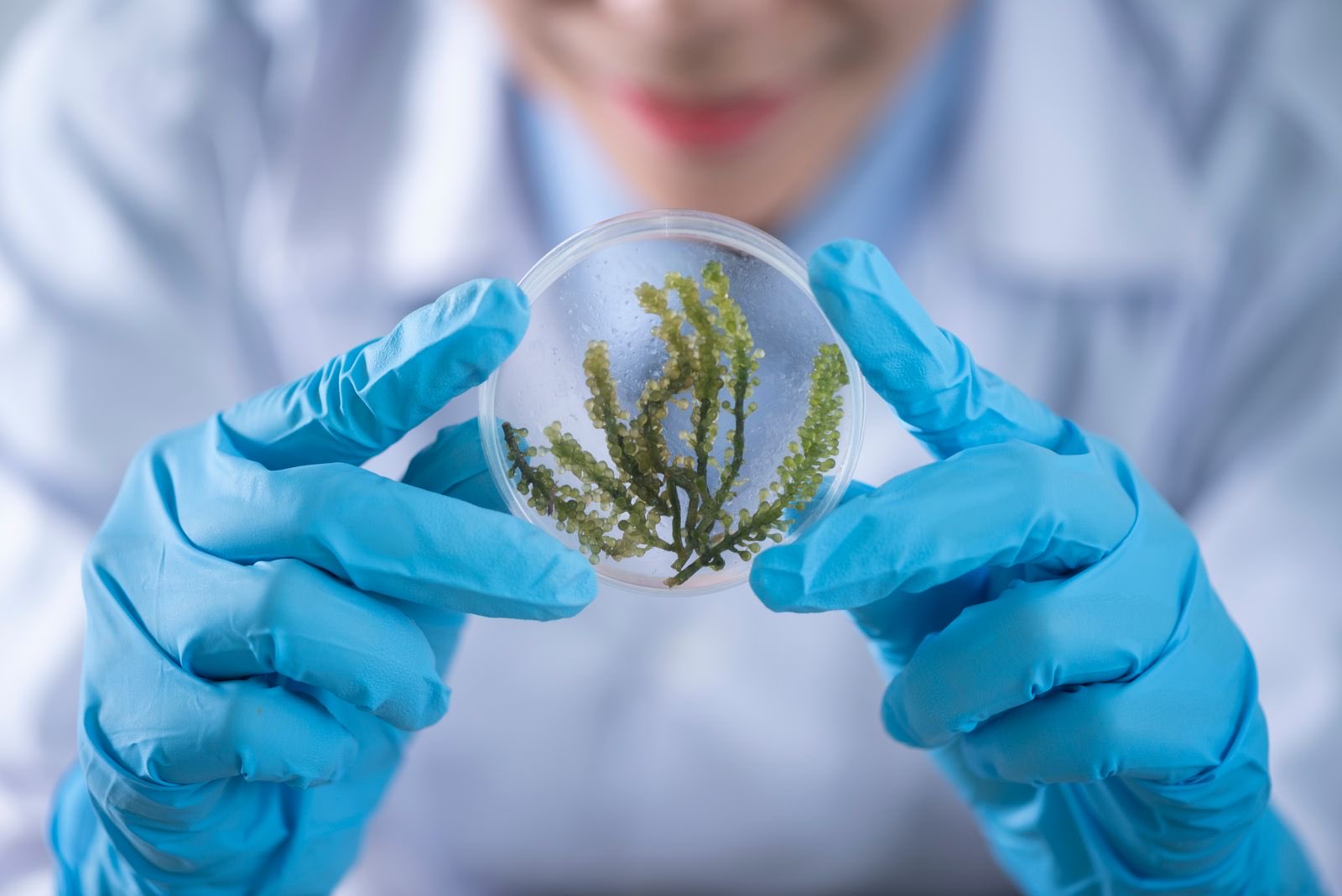 A gloved researcher holding a petri dish of green algae under study